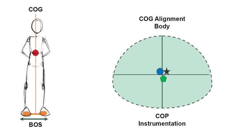 The BOS is divided between both feet, with the COG dead center.