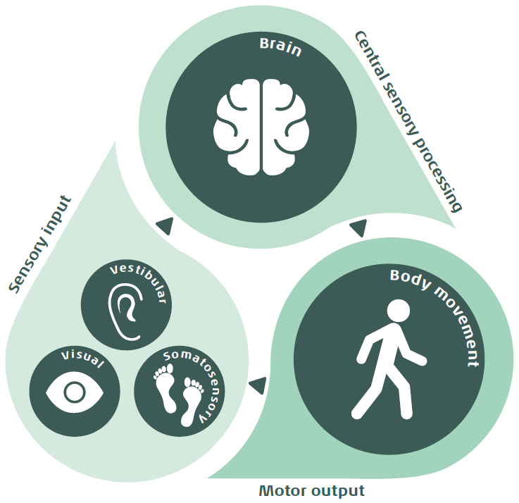 In a circular fashion, the brain receives sensory input which can be visual, vestibular or somatosensory. The brain processes this information to allow us to perform coordinated body movements, which yield new sensory inputs, and so on and so forth.
