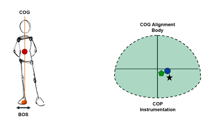 The BOS is on the right foot, with the COG also having moved to the right.